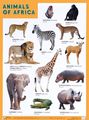  /Animals of Africa. 
