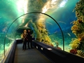  Sochi Discovery World Aquarium