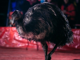 ���� ������ ������