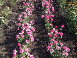 ��� ������ ������� ��� � �������� ��������?