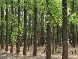 Smurfit Kappa ������ ����� ���� �� ���� ����������� ��������