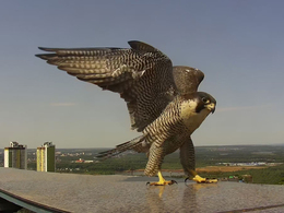 ������� �������� ��������� ����� ����������