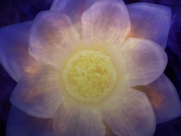 ����� ����