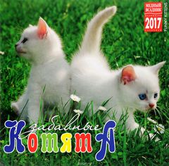  2017 ( ).   / Funny Kittens