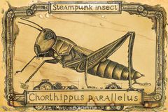  "".   "Steampunk Insect".   