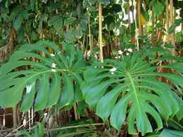 Botanical expo